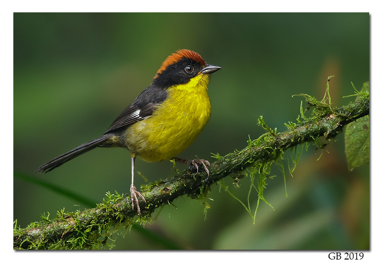 YELLOW-BREASTED BRUSH FINCH